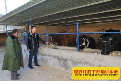 高立志到村民家中查看養(yǎng)牛情況